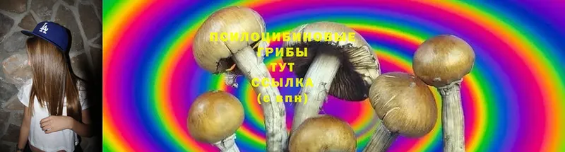 Псилоцибиновые грибы Psilocybe  гидра зеркало  Лысьва 